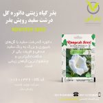 بذر گیاه زینتی داتوره گل درشت سفید رویش بذر
