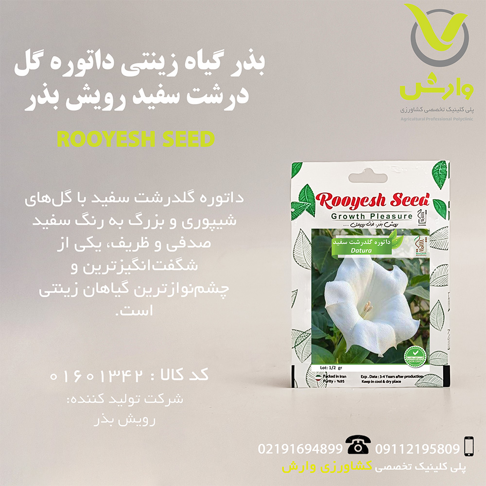 بذر گیاه زینتی داتوره گل درشت سفید رویش بذر