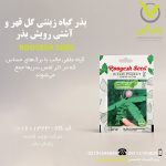 بذر گیاه زینتی گل قهر و آشتی رویش بذر
