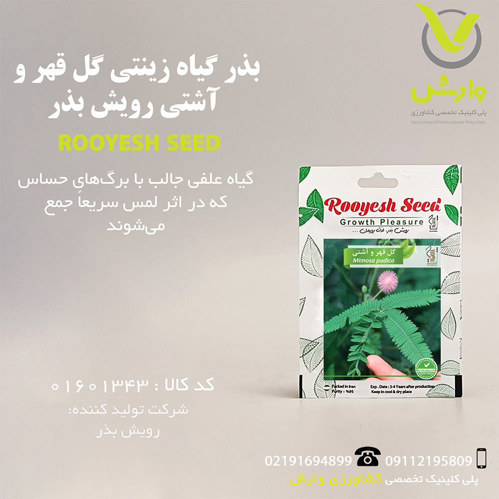 بذر گیاه زینتی گل قهر و آشتی رویش بذر