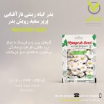 بذر گیاه زینتی نازآفتابی پرپر سفید رویش بذر