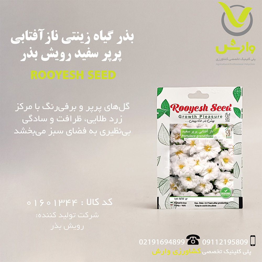 بذر گیاه زینتی نازآفتابی پرپر سفید رویش بذر