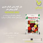 بذر گیاه زینتی کوکب بذری الوان رویش بذر