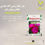 بذر گیاه زینتی لاله عباسی بنفش رویش بذر