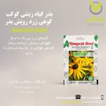 بذر گیاه زینتی کوکب کوهی زرد رویش بذر