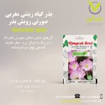 بذر گیاه زینتی مغربی صورتی رویش بذر