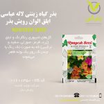 بذر گیاه زینتی لاله عباسی ابلق الوان رویش بذر