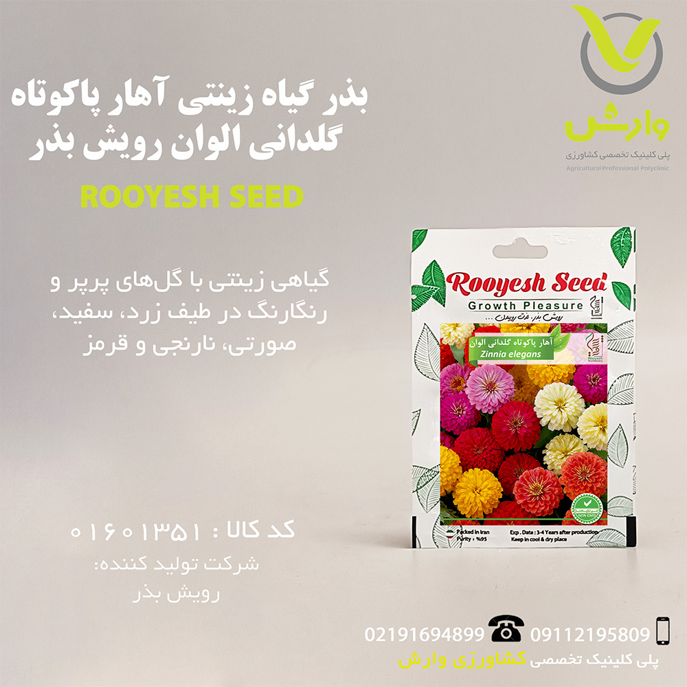 بذر گیاه زینتی آهار پاکوتاه گلدانی الوان رویش بذر