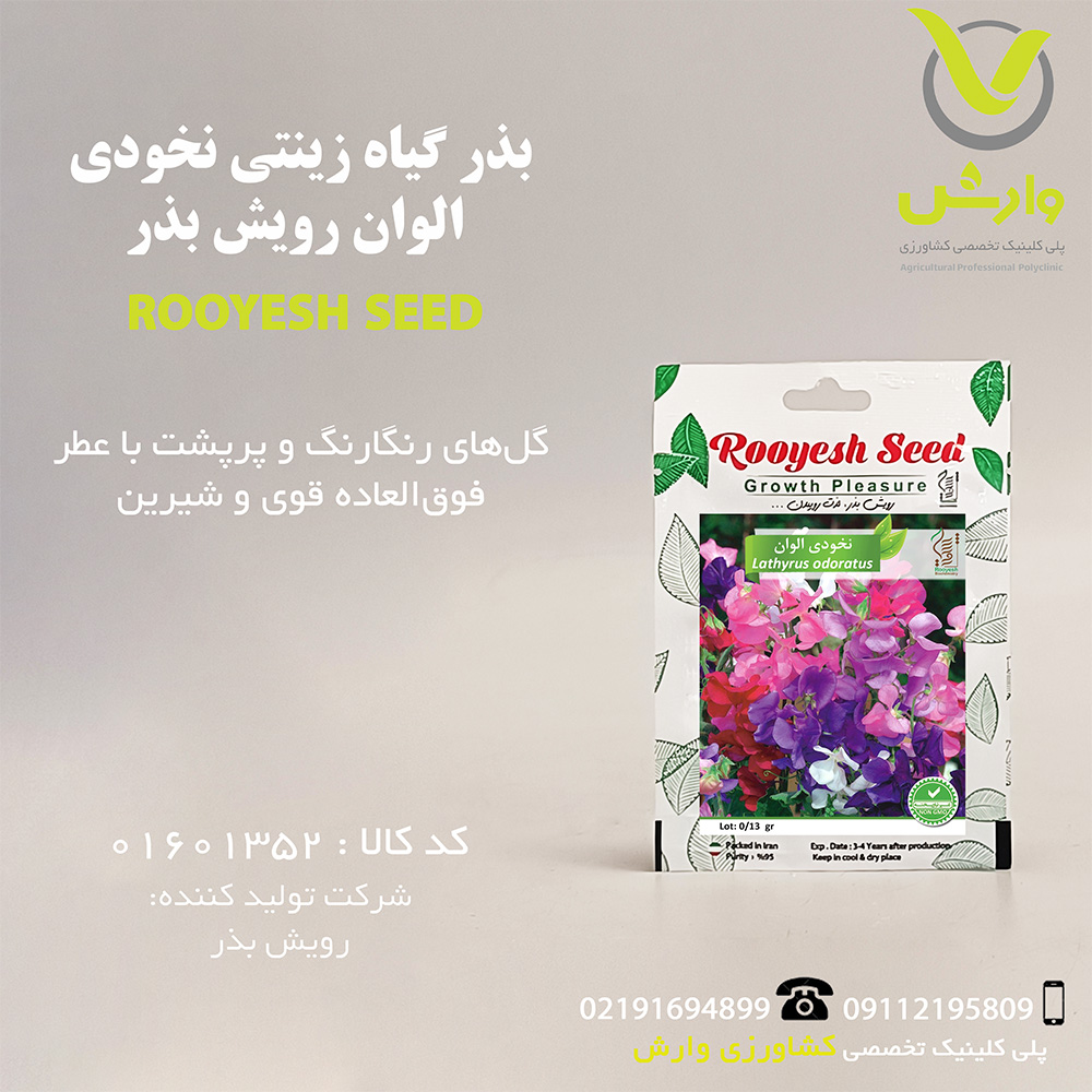 بذر گیاه زینتی نخودی الوان رویش بذر