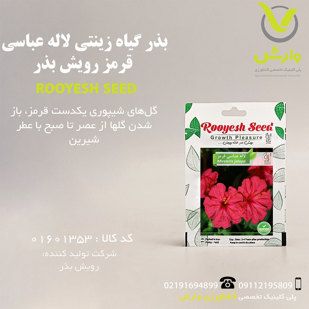 بذر گیاه زینتی لاله عباسی قرمز رویش بذر