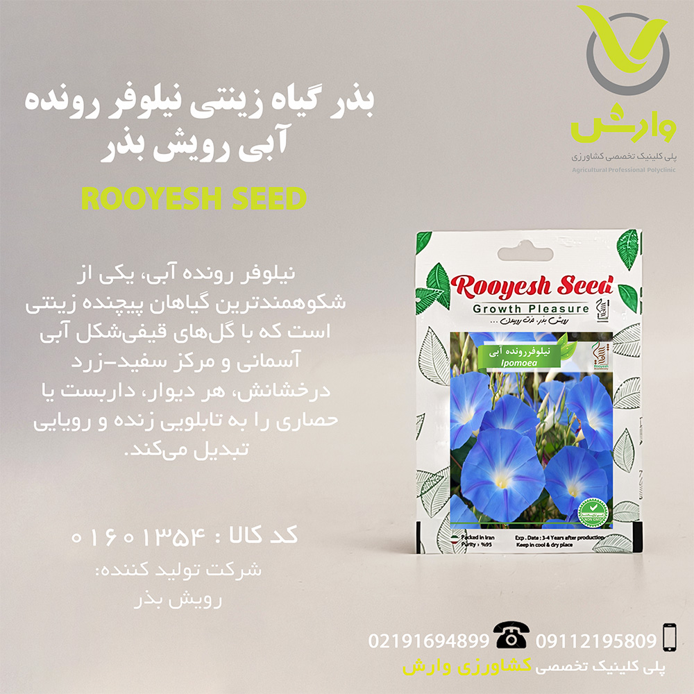 بذر گیاه زینتی نیلوفر رونده آبی رویش بذر