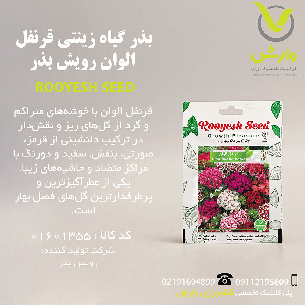 بذر گیاه زینتی قرنفل الوان رویش بذر