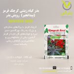 بذر گیاه زینتی کرچک قرمز (بیدانجیر) رویش بذر