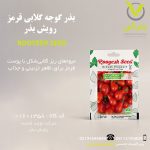 بذر گوجه گلابی قرمز رویش بذر