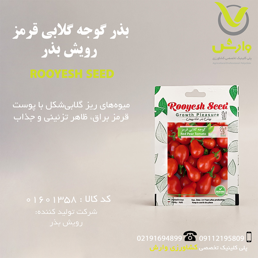 بذر گوجه گلابی قرمز رویش بذر