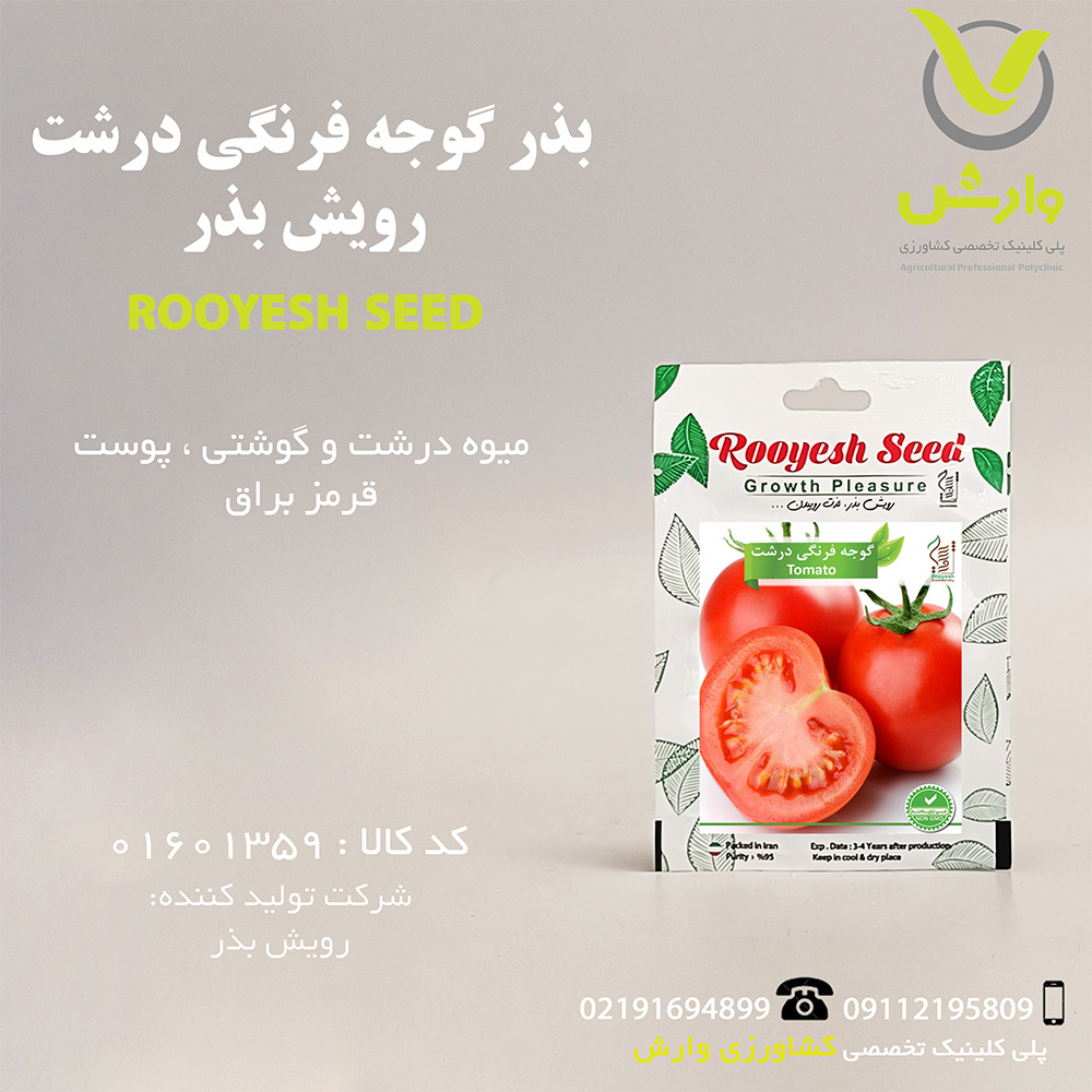 بذر گوجه فرنگی درشت رویش بذر