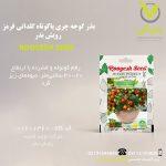 بذر گوجه چری پاکوتاه گلدانی قرمز رویش بذر