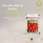 بذر گوجه زیتونی قرمز رویش بذر