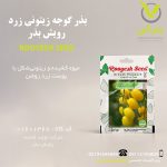 بذر گوجه زیتونی زرد رویش بذر