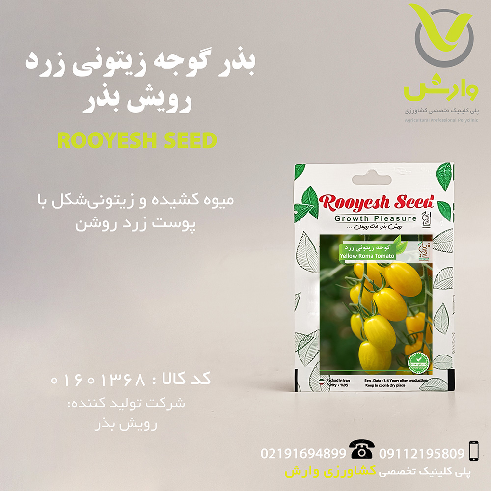 بذر گوجه زیتونی زرد رویش بذر