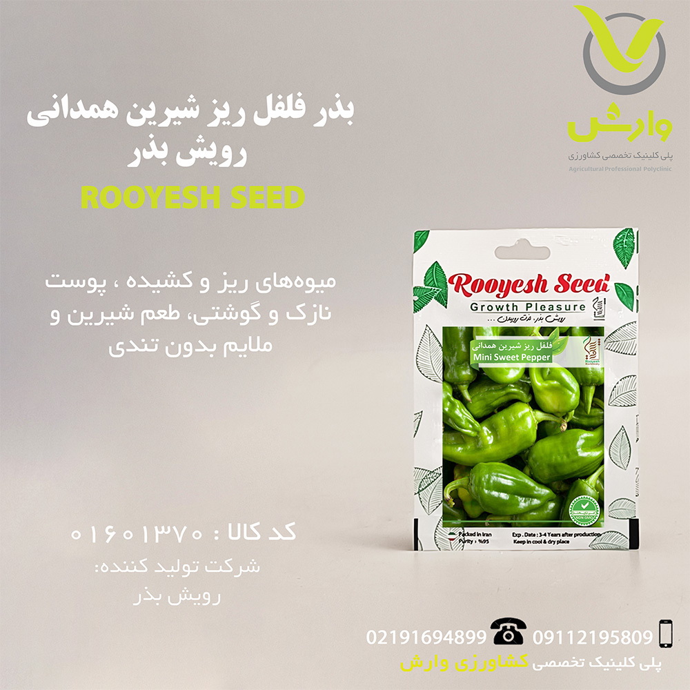 بذر فلفل ریز شیرین همدانی رویش بذر