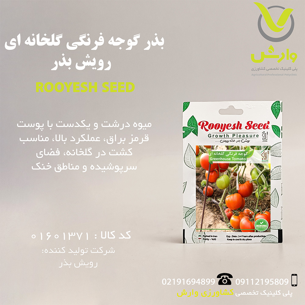 بذر گوجه فرنگی گلخانه ای رویش بذر