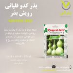 بذر کدو قلیانی رویش بذر