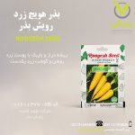 بذر هویج زرد رویش بذر