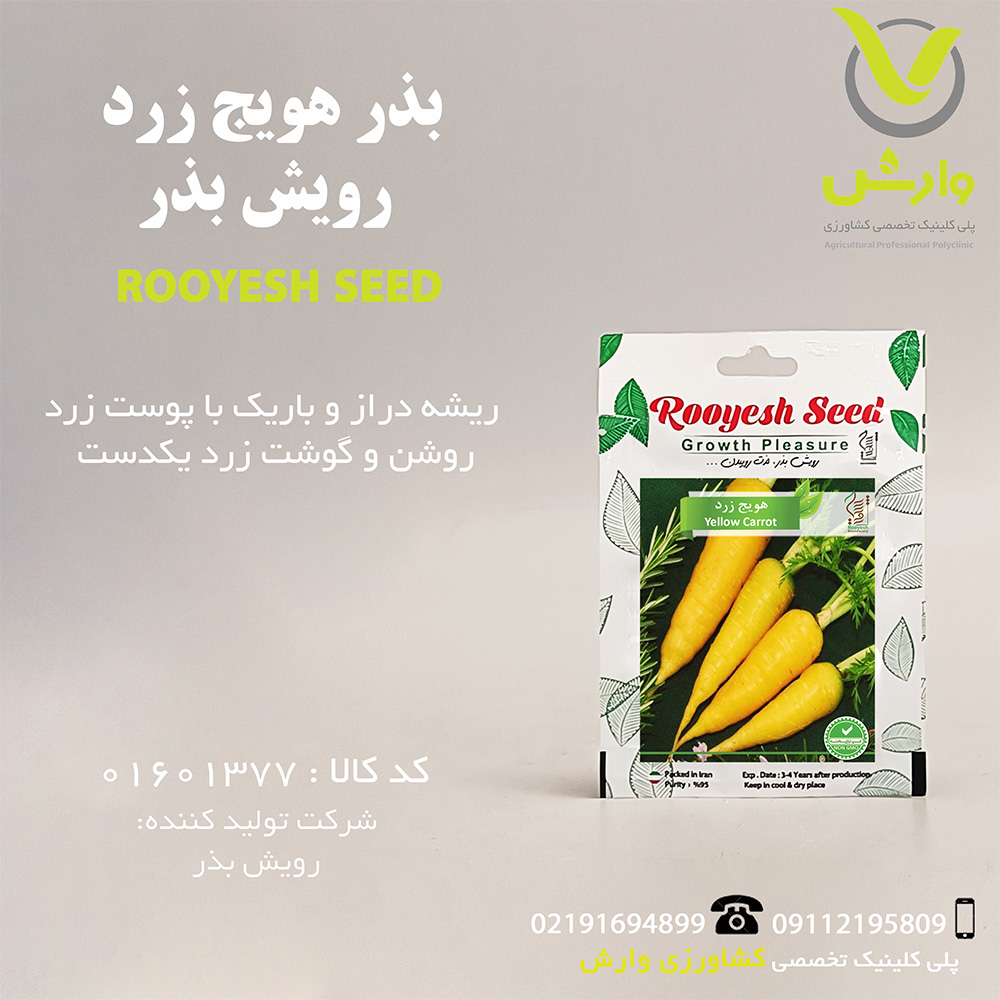 بذر هویج زرد رویش بذر