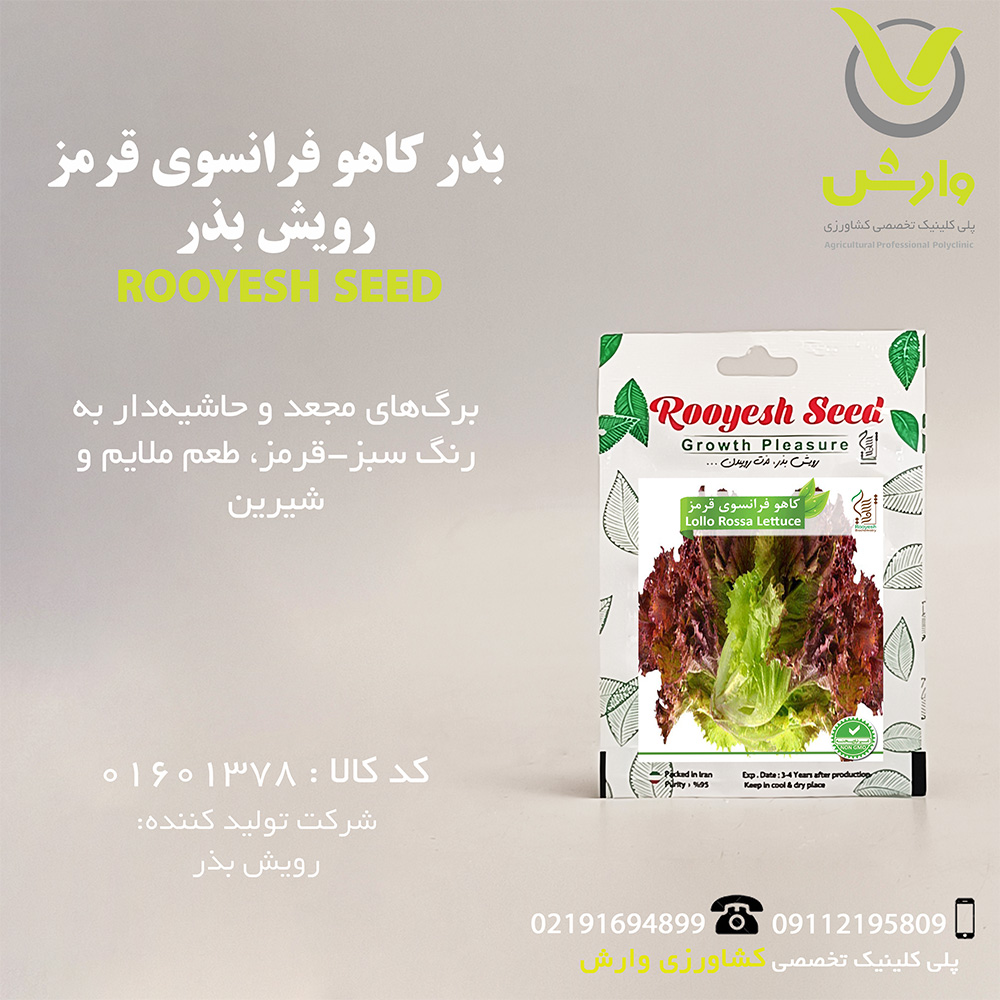 بذر کاهو فرانسوی قرمز رویش بذر
