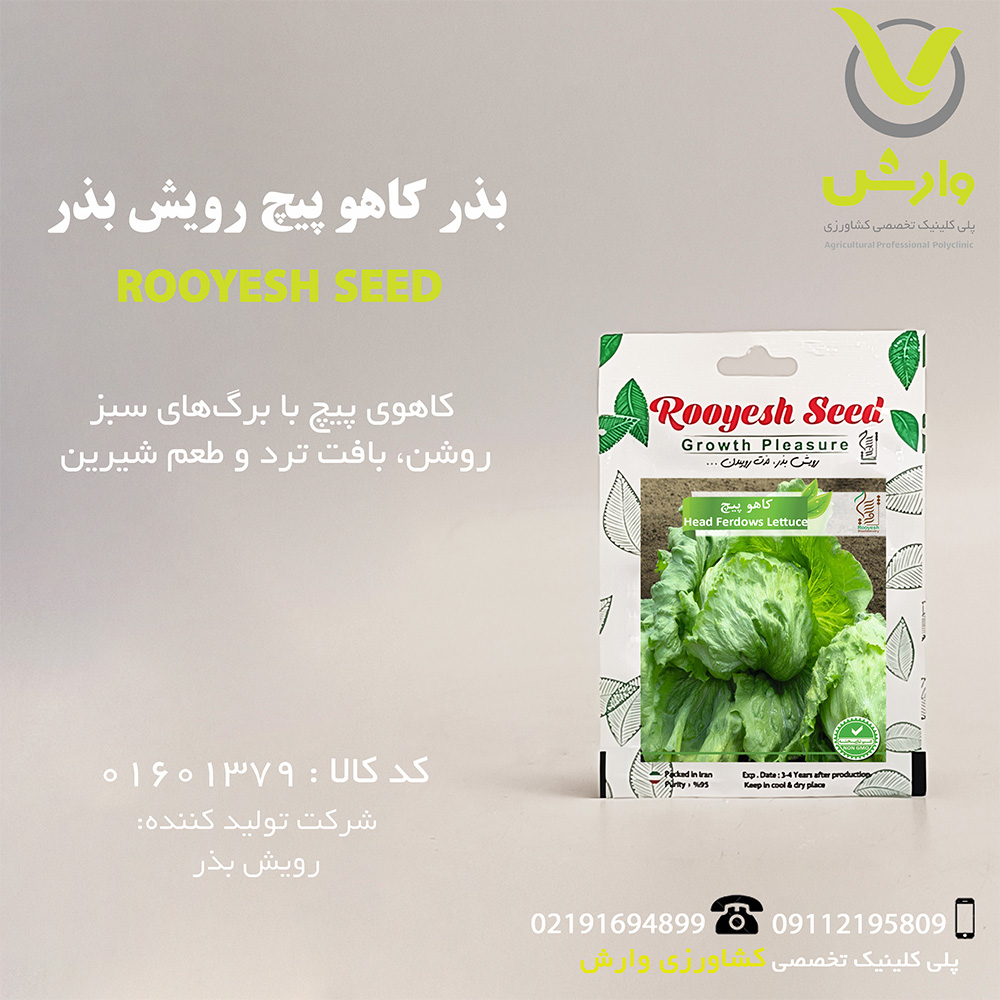 بذر کاهو پیچ رویش بذر