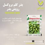 بذر کلم بروکسل رویش بذر