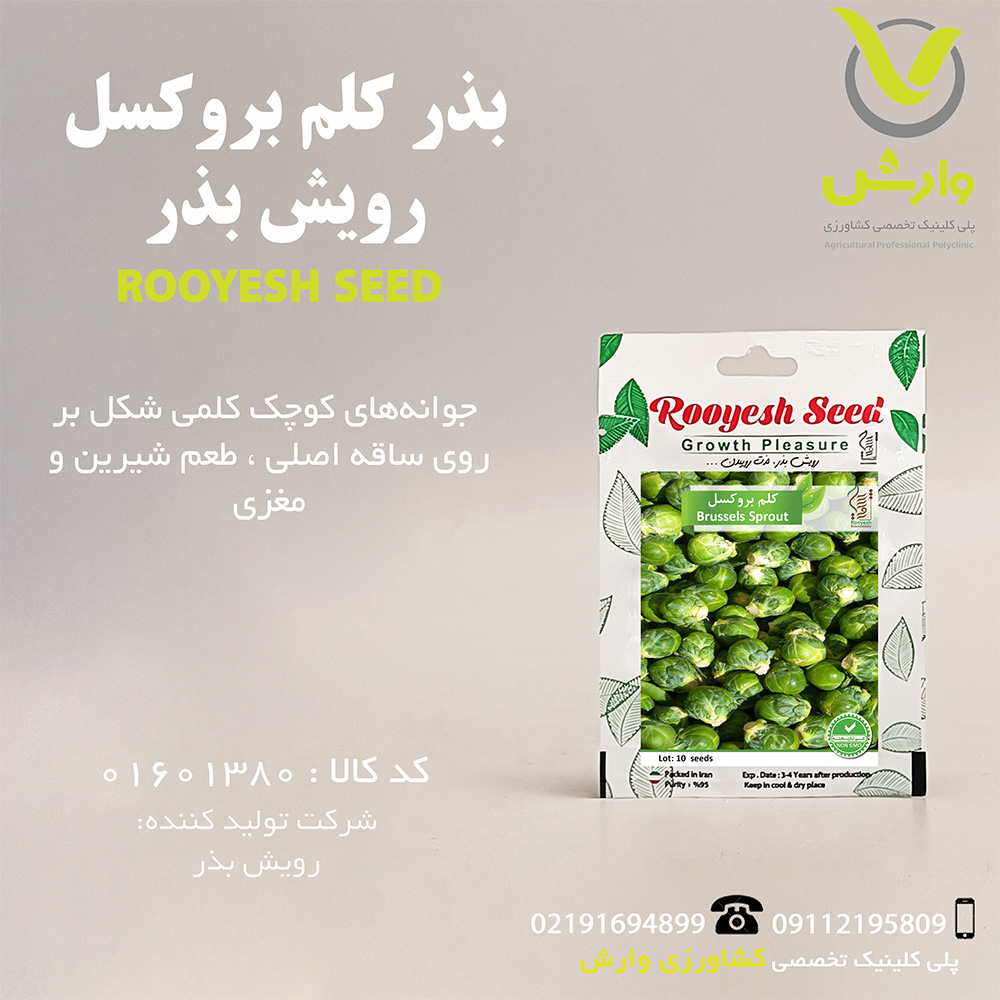 بذر کلم بروکسل رویش بذر