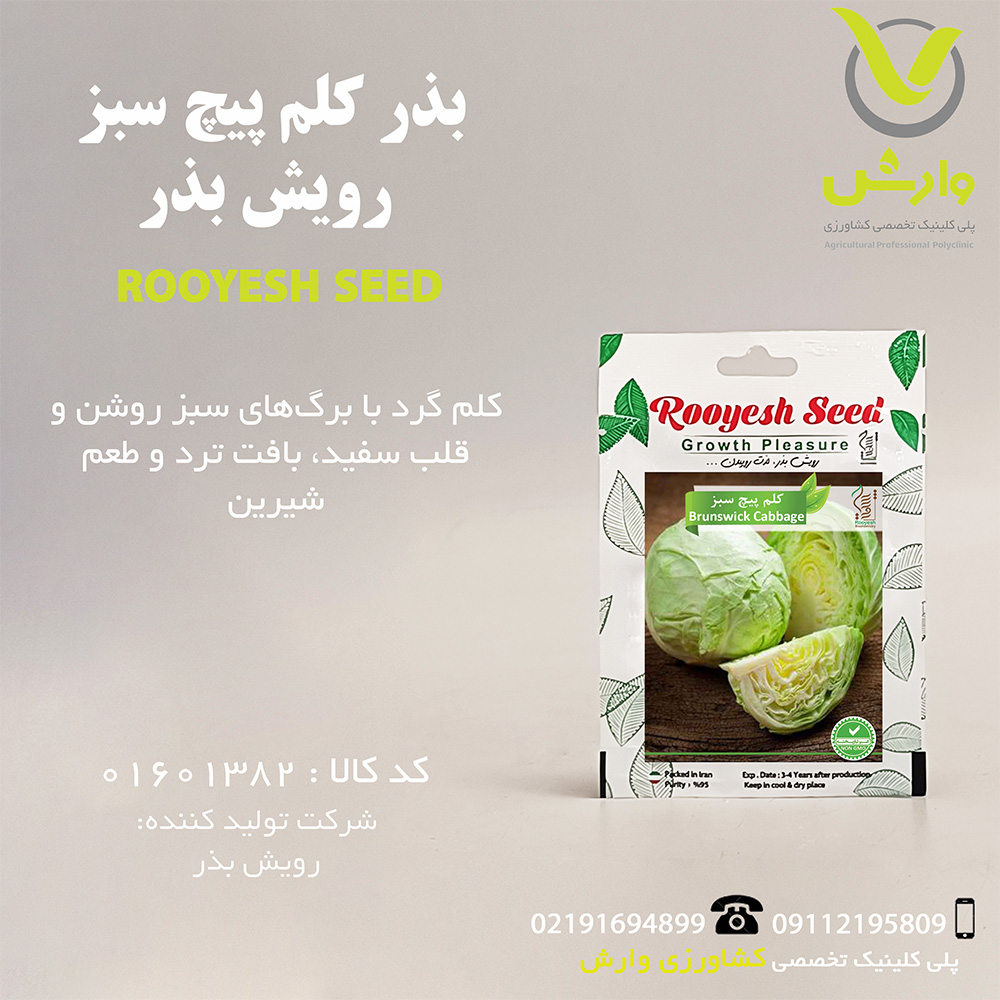 بذر کلم پیچ سبز رویش بذر