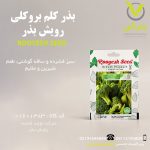 بذر کلم بروکلی رویش بذر
