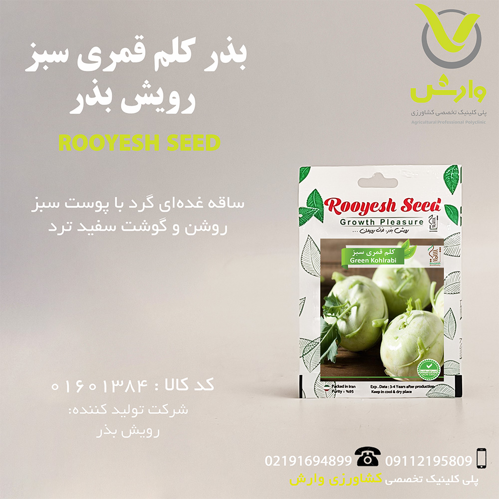 بذر کلم قمری سبز رویش بذر