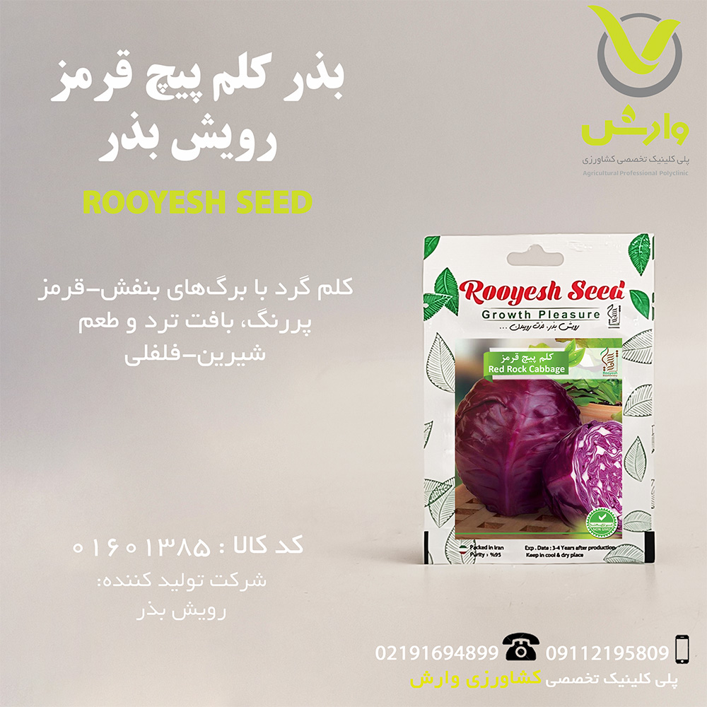 بذر کلم پیچ قرمز رویش بذر