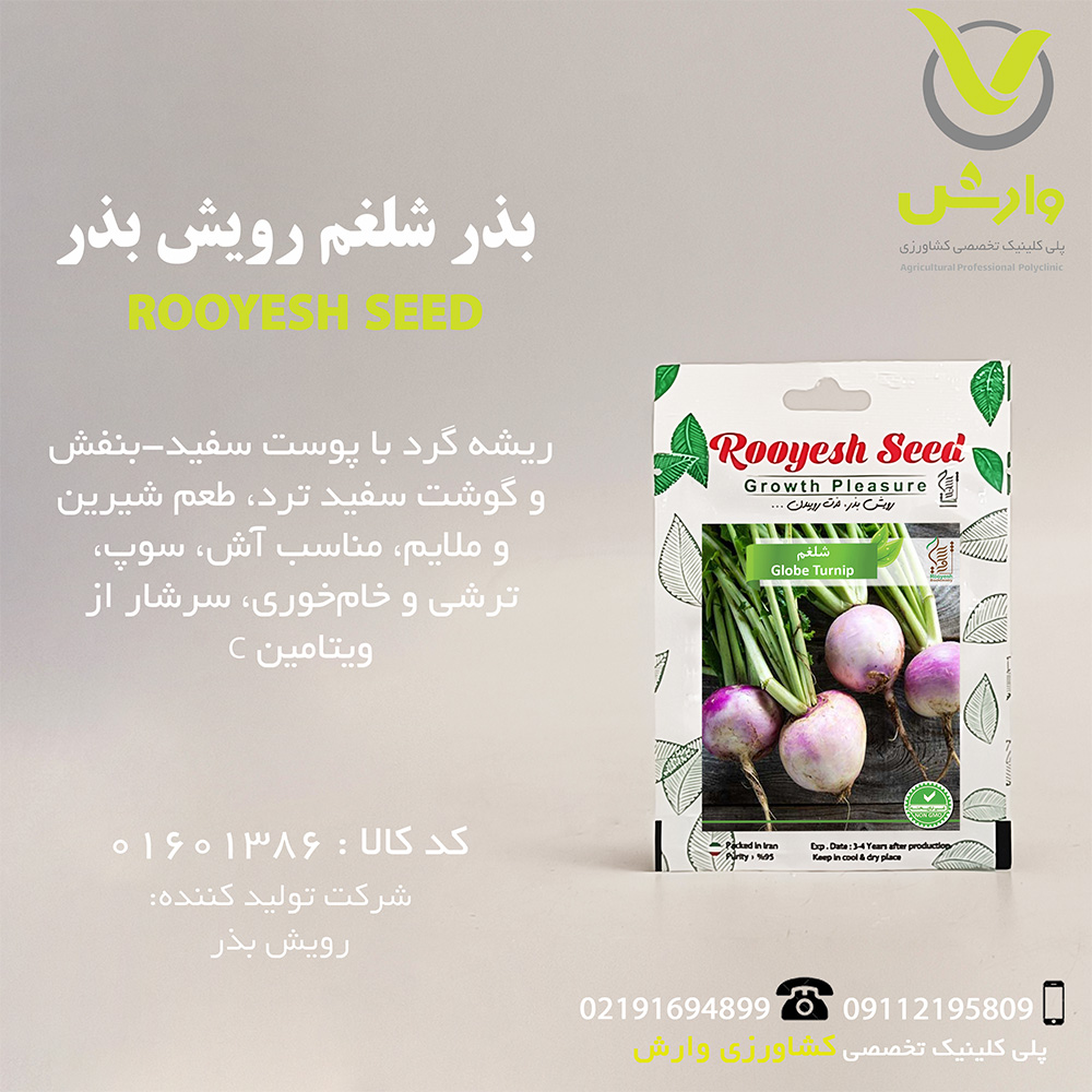 بذر شلغم رویش بذر