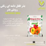 بذر فلفل دلمه ای رنگی رویش بذر