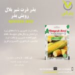 بذر ذرت شیر بلال رویش بذر
