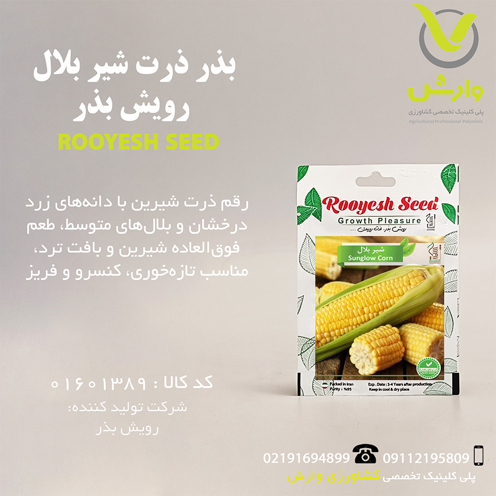 بذر ذرت شیر بلال رویش بذر