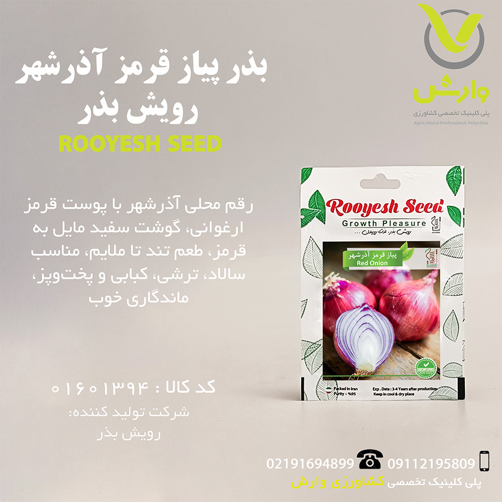 بذر پیاز قرمز آذرشهر رویش بذر