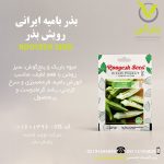 بذر بامیه ایرانی رویش بذر