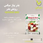 بذر پیاز میکس رویش بذر