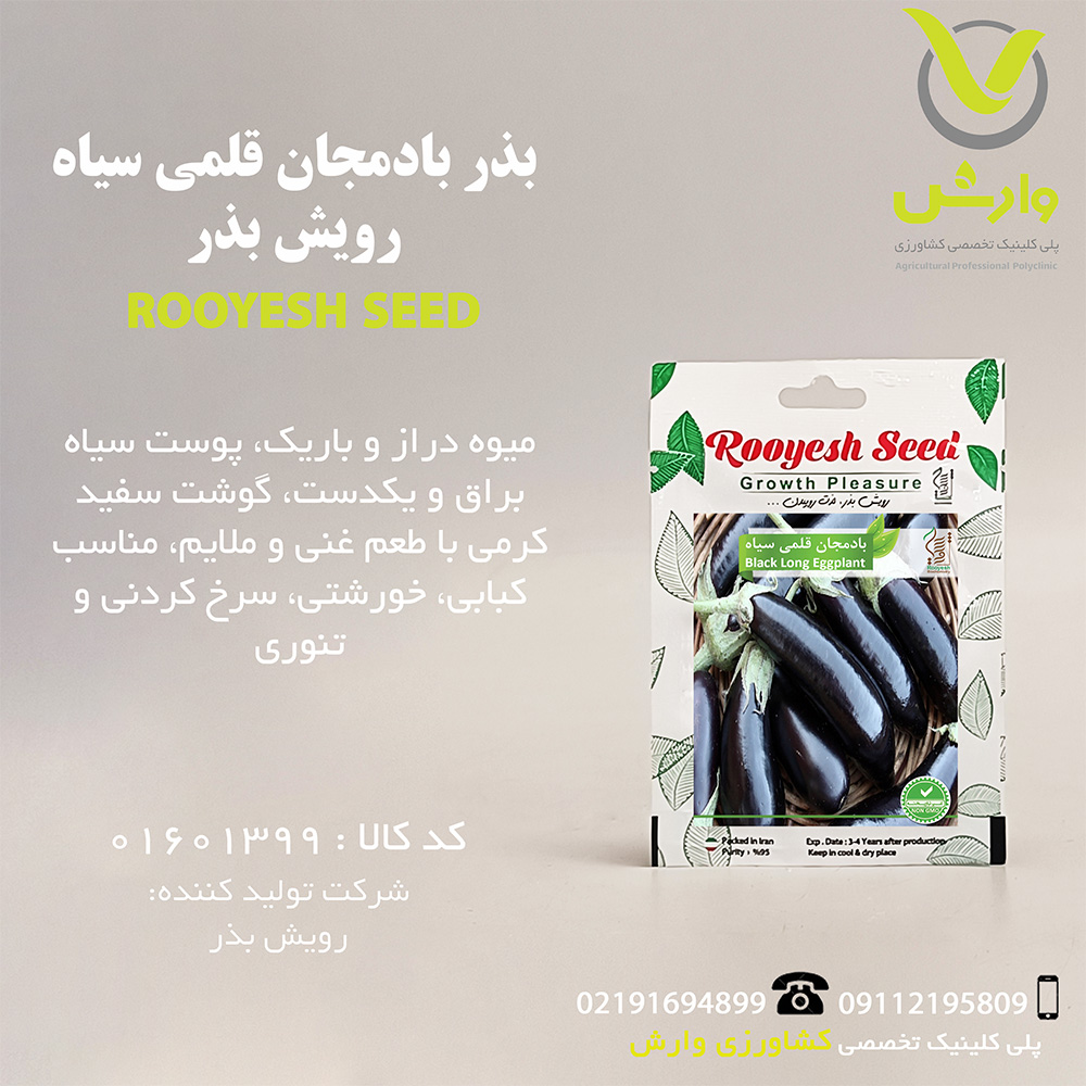 بذر بادمجان قلمی سیاه رویش بذر