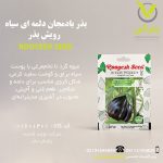بذر بادمجان دلمه ای سیاه رویش بذر