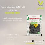 بذر آفتابگردان شمشیری سیاه رویش بذر