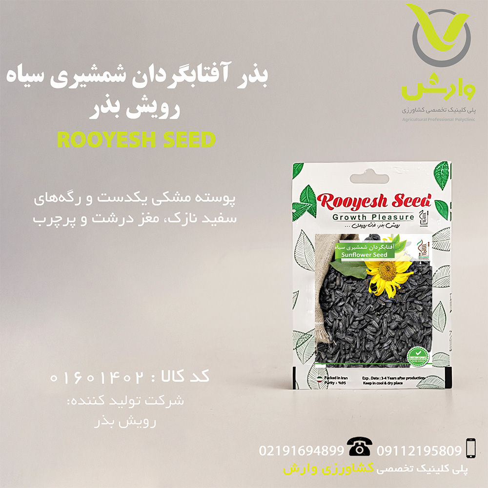 بذر آفتابگردان شمشیری سیاه رویش بذر