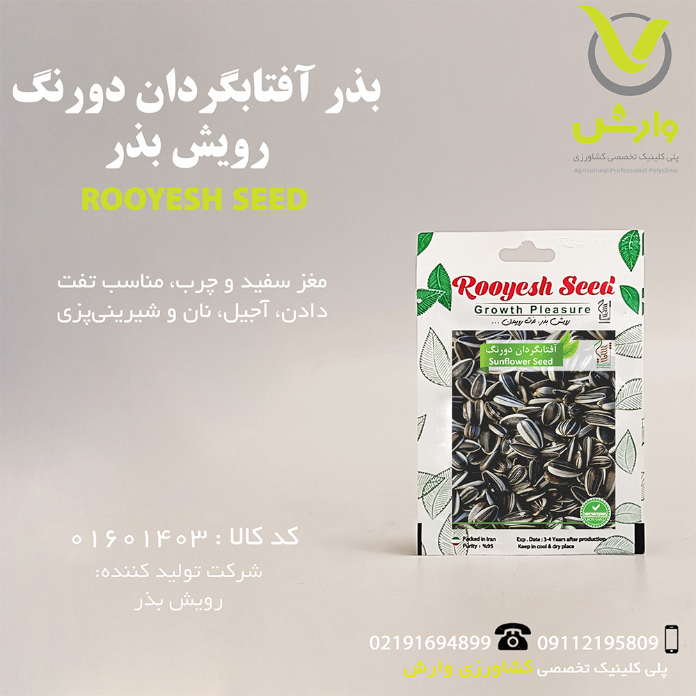 بذر آفتابگردان دورنگ رویش بذر