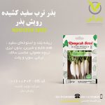 بذر ترب سفید کشیده رویش بذر
